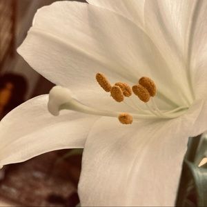 Meet your Posher, Carley